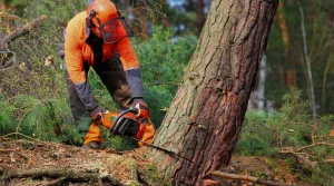 Tree removal service in ohio
