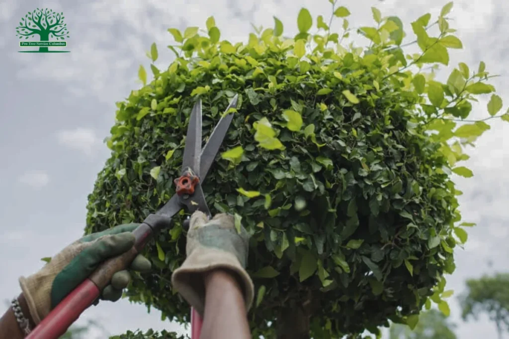 Tree Trimming & Pruning in Columbus, OH