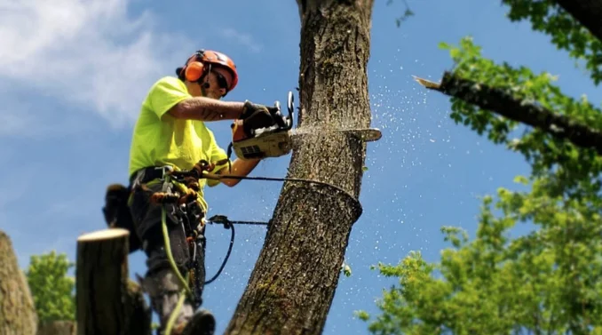 about Pro tree service columbus ohio
