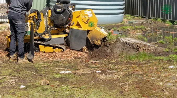 Professional Stump Grinding Columbus Ohio